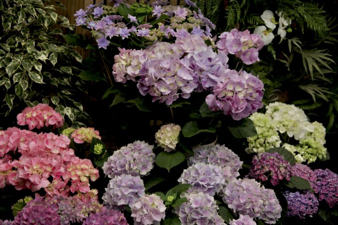 Coup de coeur du jour : l'hortensia